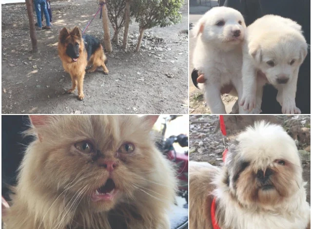 Tollinton Market Closure Sparks Uproar Among Pet Traders in Lahore