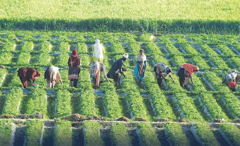 PBF Calls for Agricultural Emergency in Budget 2025–26 Amid Alarming Sector Decline