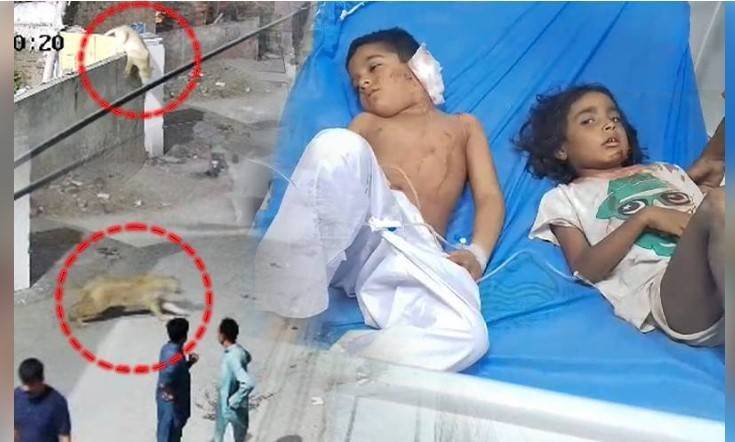 Court Orders Lion Moved to Safari Park After Shocking Attack on Children in Lahore