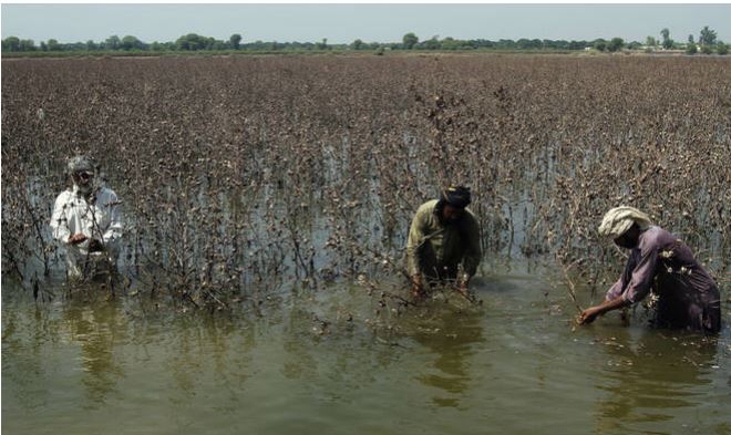 Pakistan floods batter fields, factories and fiscal plans