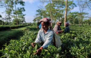 Trump tariff rollback offers relief for Indian farmers