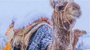 Saudi Arabia witnesses rare snowfall after three decades