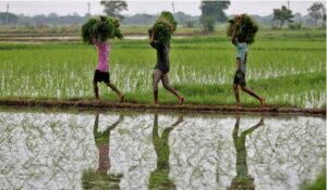 India’s 2025 rice exports surge to near record as curbs lifted