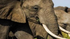 Killer elephant rampage leaves 22 people dead in India