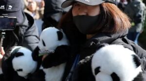 Japan’s last pandas leave Ueno Zoo for China amid strained ties