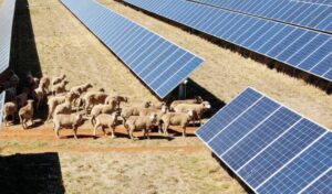 ‘Solar sheep’ help rural Australia go green