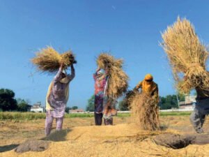 Unsung Heroes of the Harvest: The Critical Role of Women in Pakistan’s Agricultural Economy