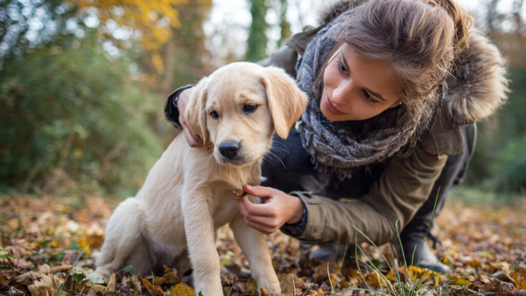 pet-lover