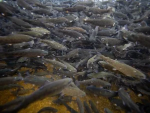 Pakistan’s Prized Trout Under Threat as Climate Change and Overfishing Take Heavy Toll
